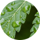 CANNABIGEROL (CBG)